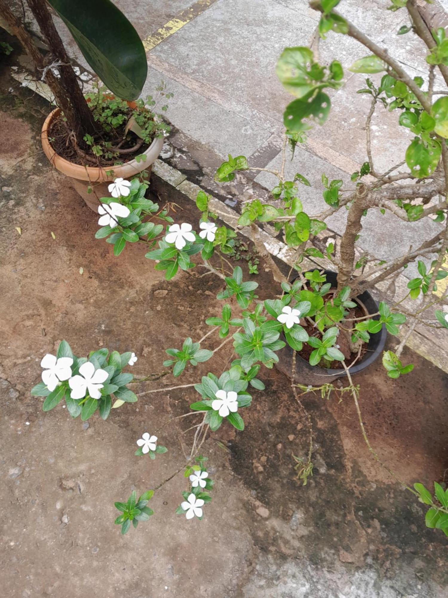 Ivon Guest House ארמבול מראה חיצוני תמונה